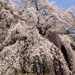 京北一本桜