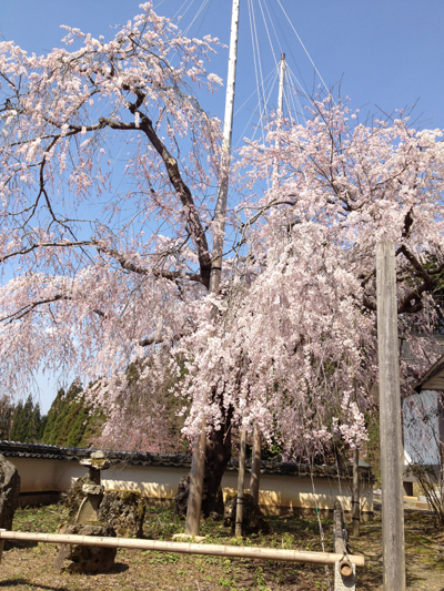 京北一本桜