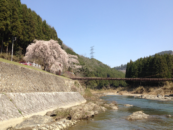 京北町周山魚ヶ渕の一本桜