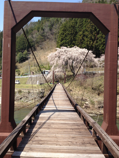 京北町周山魚ヶ渕の一本桜