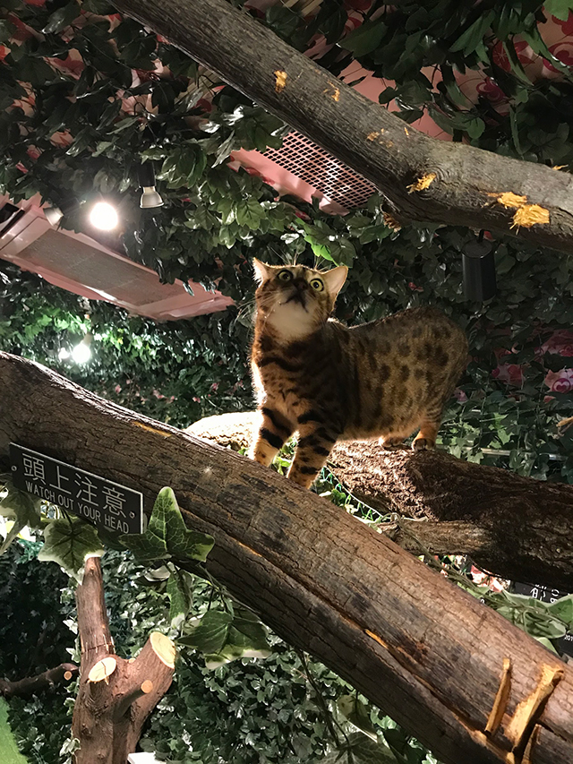 京都ひょう猫の森