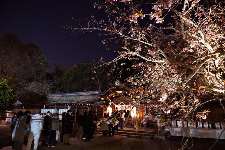 平野神社の夜桜