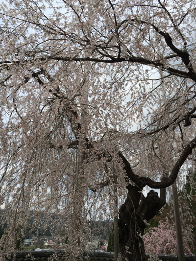 福徳寺の枝垂桜